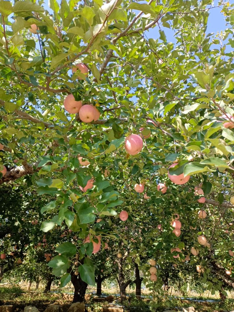 山东淄博市沂源县，沂蒙山，红富士苹果大量上市中。