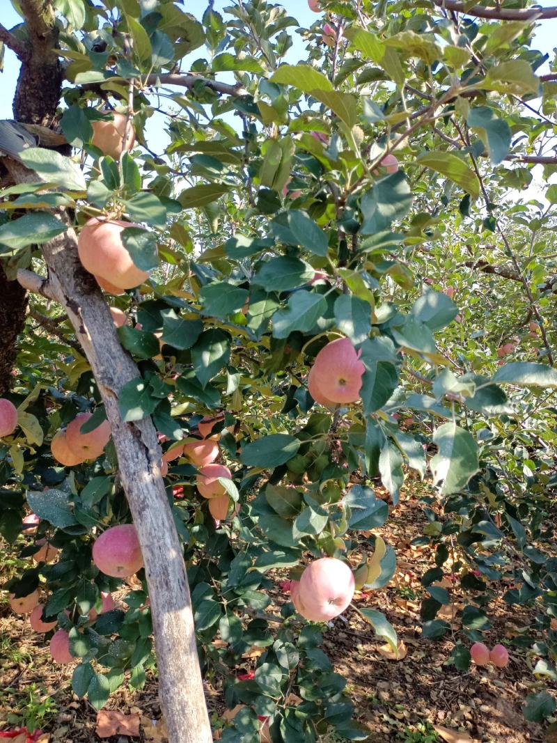 山东淄博市沂源县，沂蒙山，红富士苹果大量上市中。