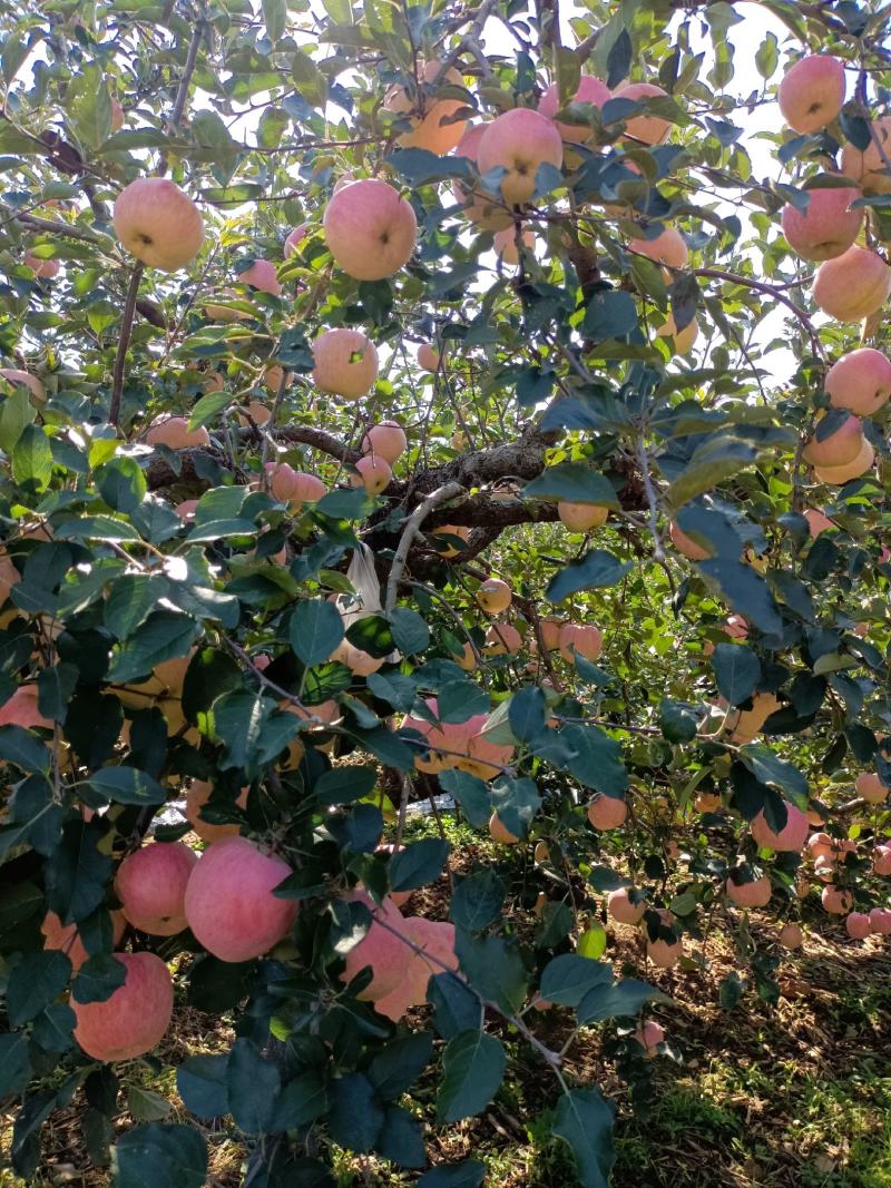 山东淄博市沂源县，沂蒙山，红富士苹果大量上市中。