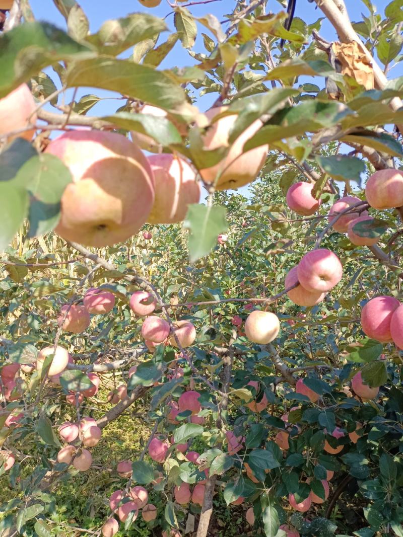 山东淄博市沂源县，沂蒙山，红富士苹果大量上市中。