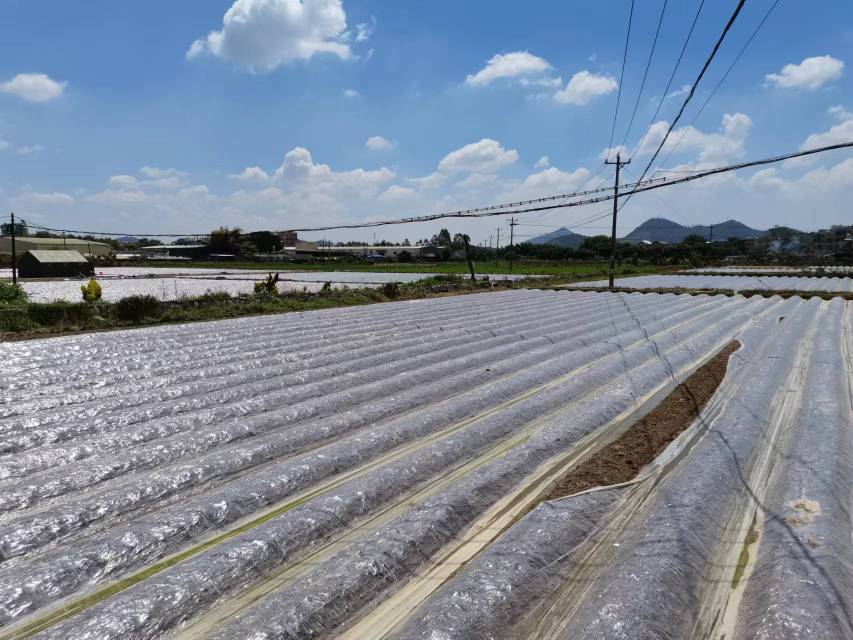 羽衣甘蓝冬季种植拱棚覆盖图