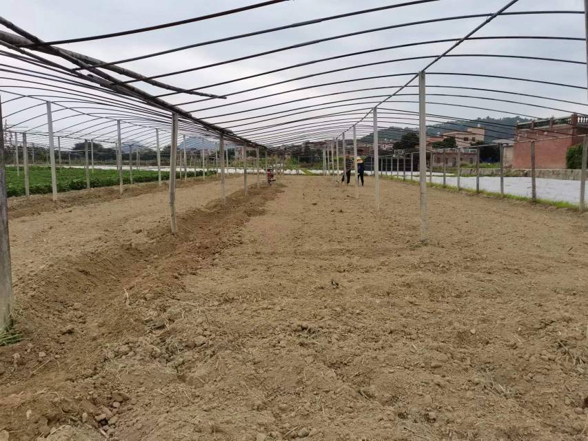 浙贝母种植基地实景