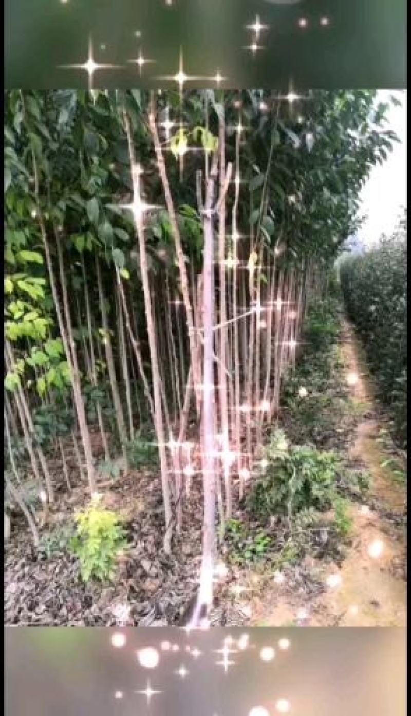 1.5公分2公分3公4公分杜仲树苗价格药材杜仲绿化苗
