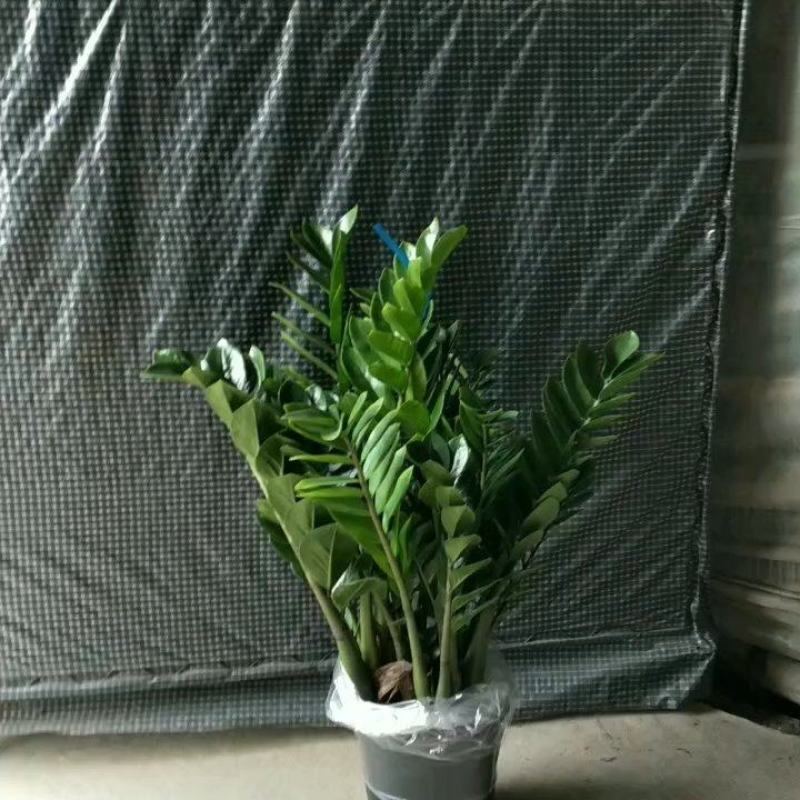 海南金钱树种植基地，量大从优，发货全国各地，规格齐全