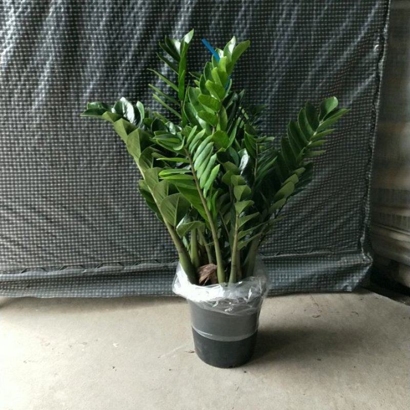 海南金钱树种植基地，量大从优，发货全国各地，规格齐全