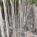 1.5公分2公分3公4公分杜仲树苗价格药材杜仲绿化苗
