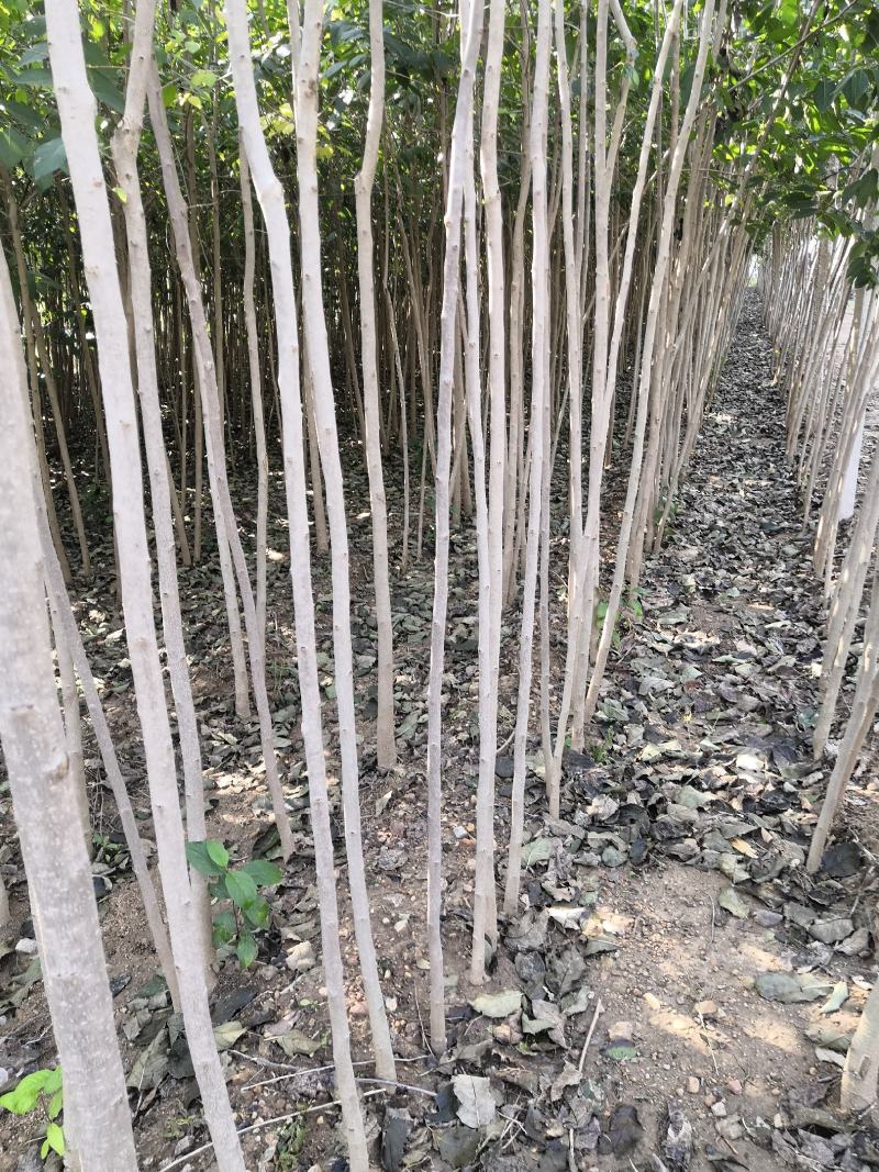 1.5公分2公分3公4公分杜仲树苗价格药材杜仲绿化苗