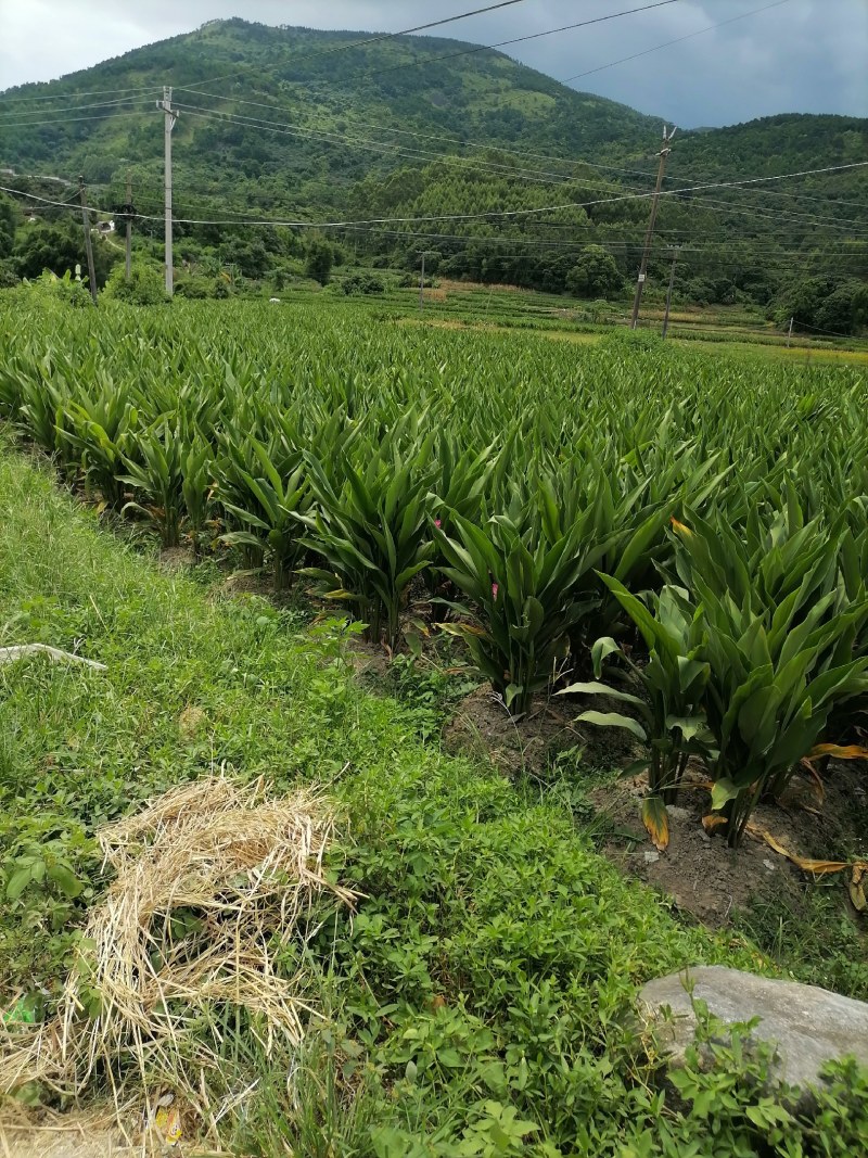 荒地种植药用莪术个头大面积广
