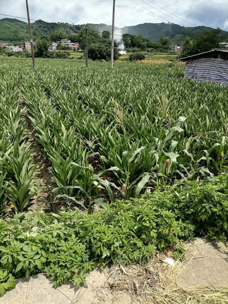 荒地种植药用莪术个头大面积广