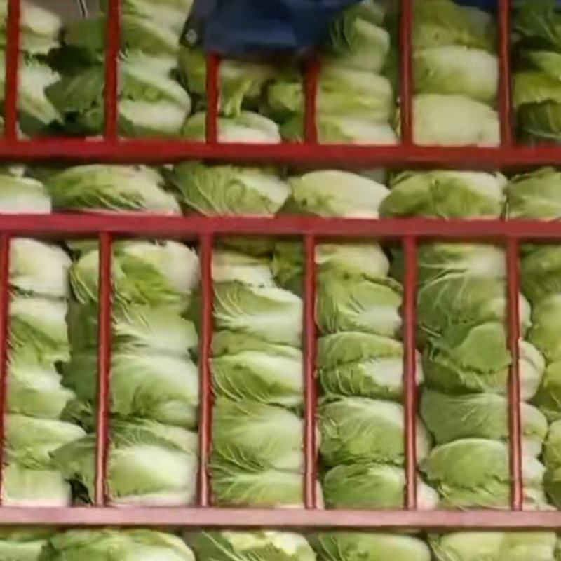 甘肃精品大白菜大量上市，现货新鲜，欢迎大家来采购