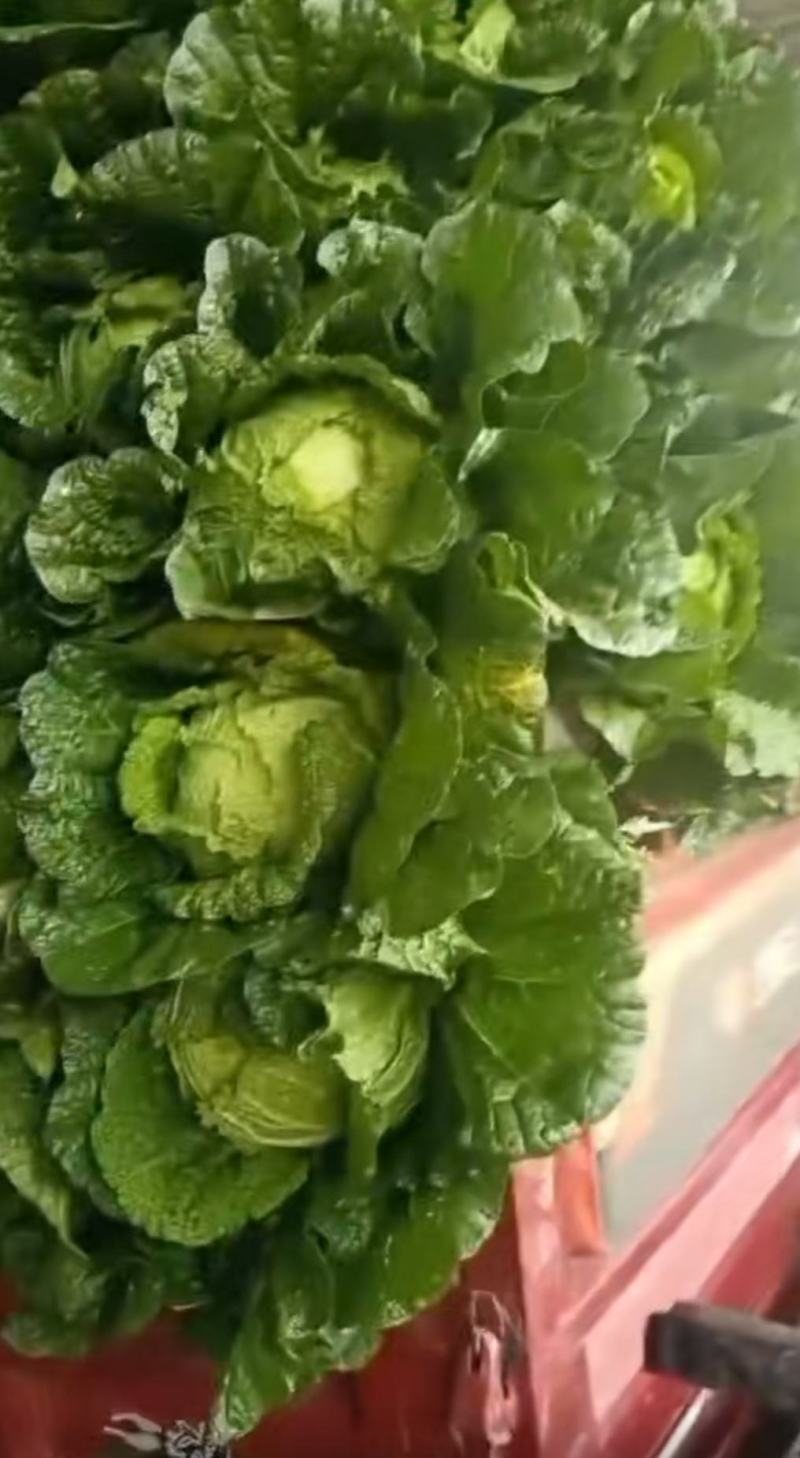 甘肃精品大白菜大量上市，现货新鲜，欢迎大家来采购