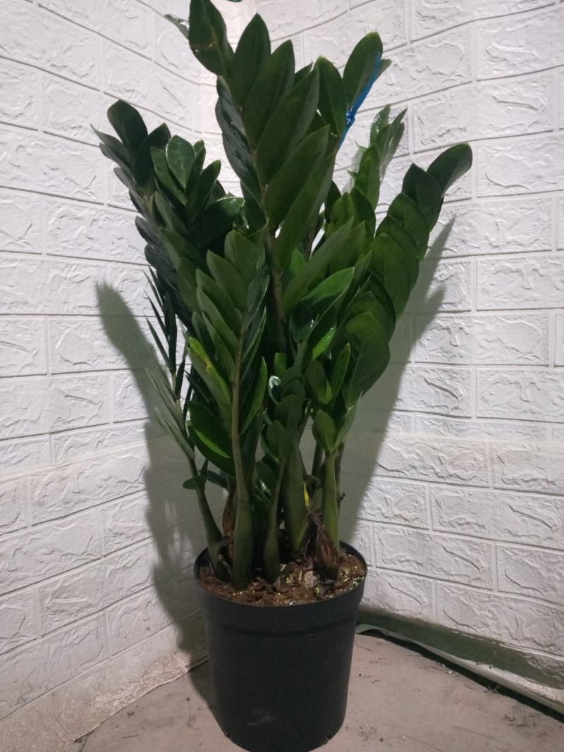 海南金钱树种植基地，量大从优，发货全国各地，规格齐全