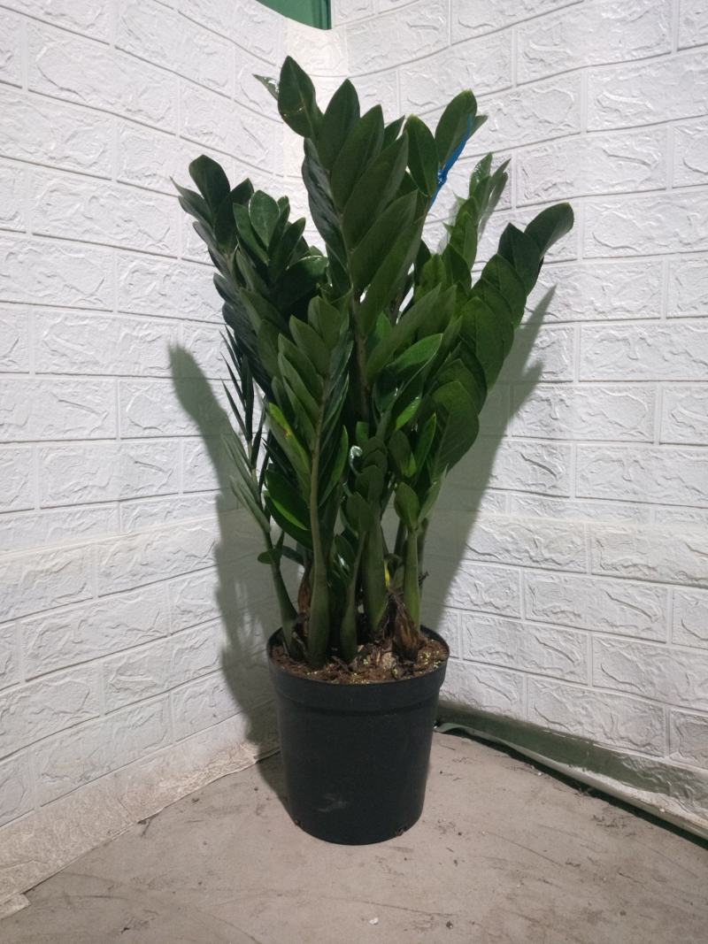海南金钱树种植基地，量大从优，发货全国各地，规格齐全