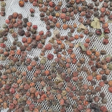 精品柘果施有机肥，勿施农药，绿色环保无亏染，请放心选购！