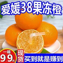 四川爱媛38号果冻橙/一件/接电商微商直播平台/现摘