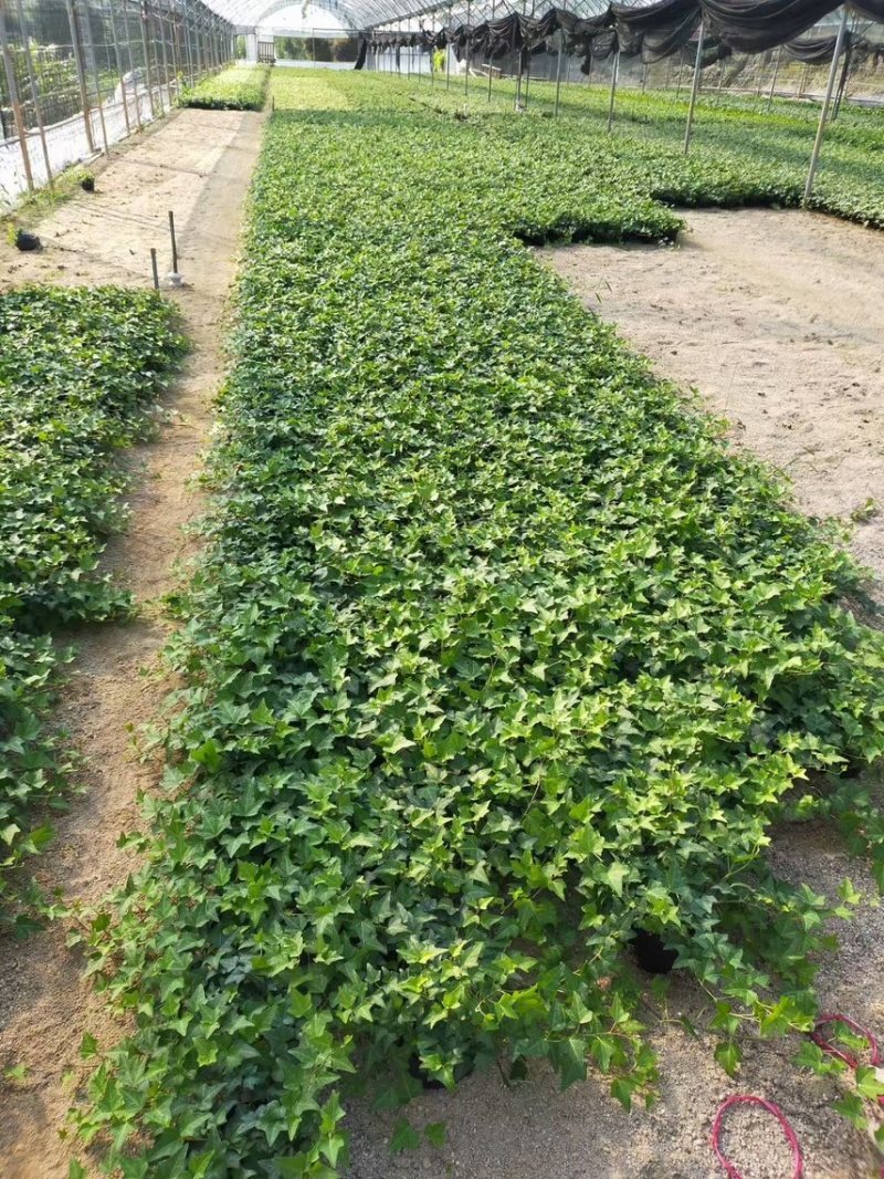 常春藤，大量出售各规格，量大从优，欢迎大家前来选购