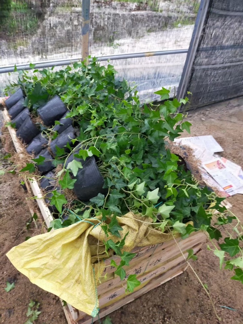 常春藤，大量出售各规格，量大从优，欢迎大家前来选购