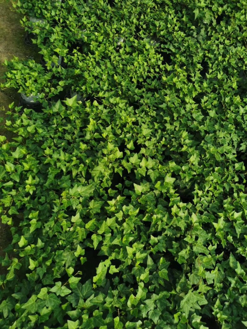 常春藤，大量出售各规格，量大从优，欢迎大家前来选购
