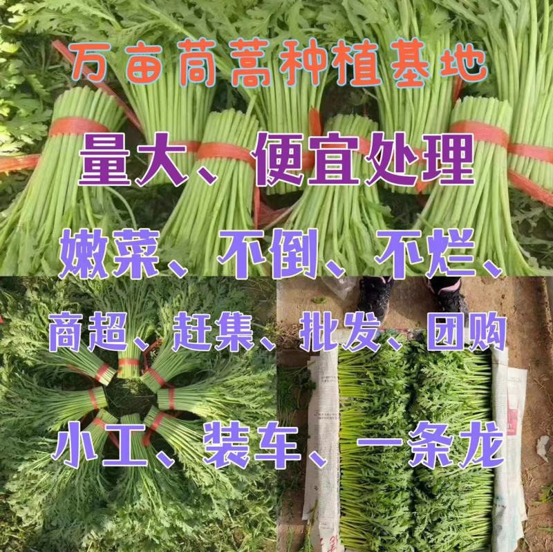 茼蒿菜。超低价出售，放心蔬菜，包装、上车。批发零售，
