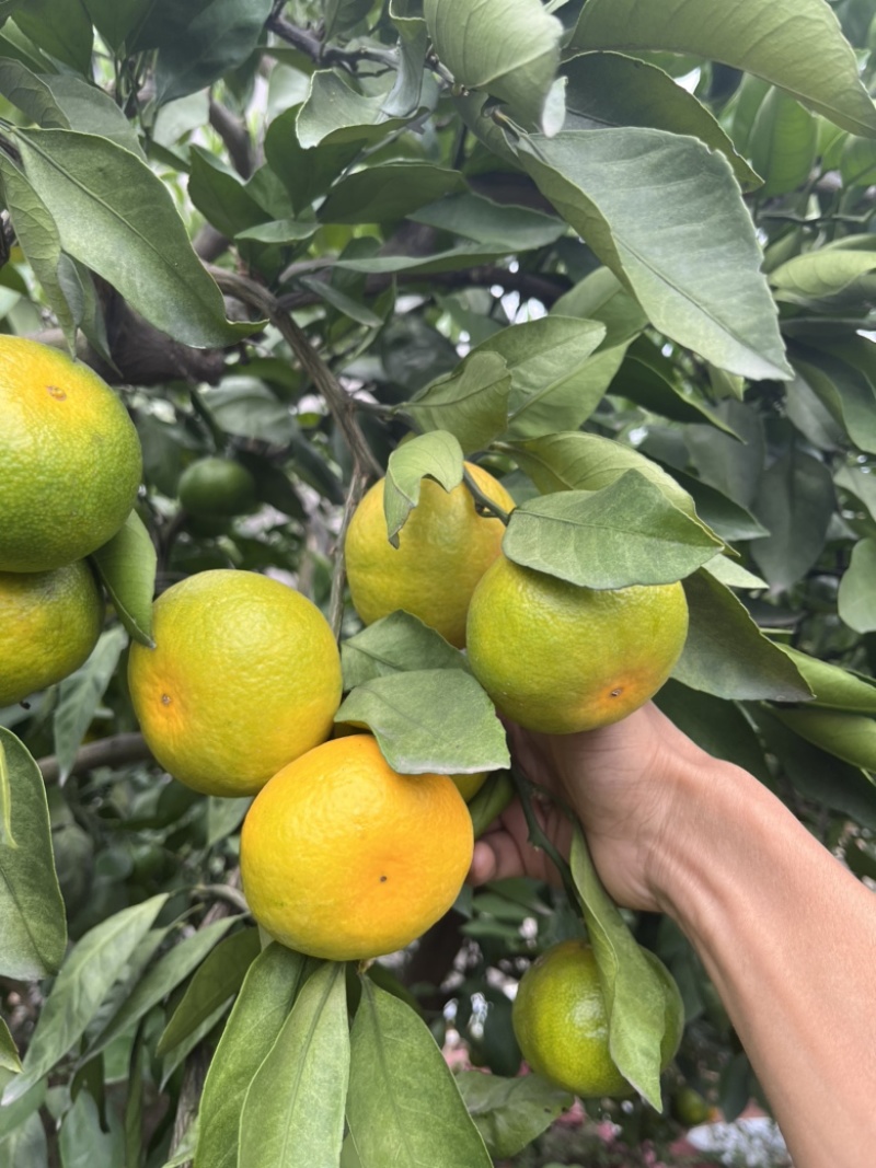 湖北特早宜昌蜜桔，基地直发，可供电商批发市场工厂