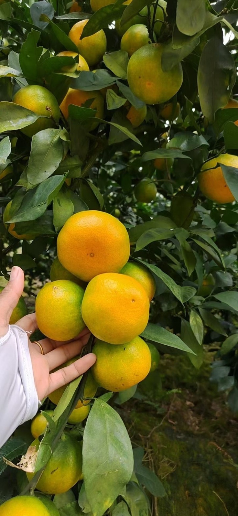 湖北特早宜昌蜜桔，基地直发，可供电商批发市场工厂