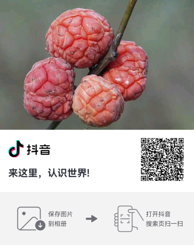 精品柘果施有机肥，勿施农药，绿色环保无亏染，请放心选购！
