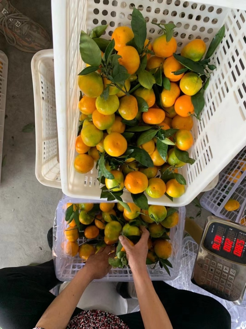 湖北特早宜昌蜜桔，基地直发，可供电商批发市场工厂