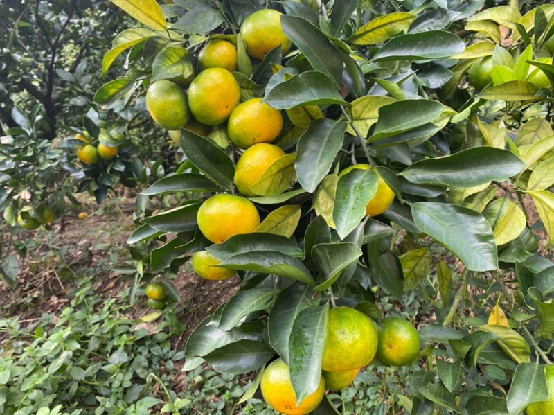 湖北特早宜昌蜜桔，基地直发，可供电商批发市场工厂