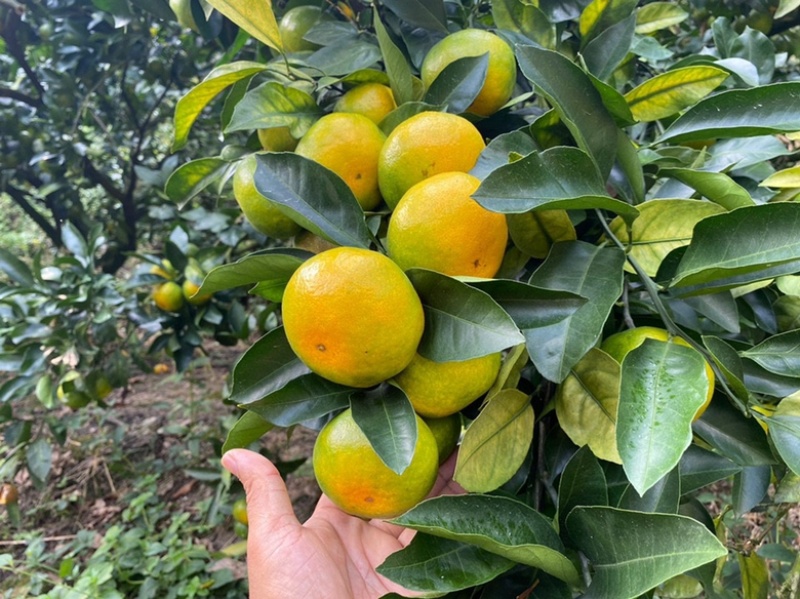 湖北特早宜昌蜜桔，基地直发，可供电商批发市场工厂