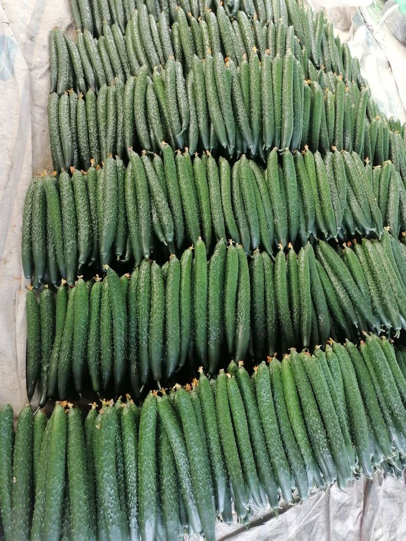 兰陵精品亮条黄瓜密刺黄瓜，条形直，顶花带刺，产地直发