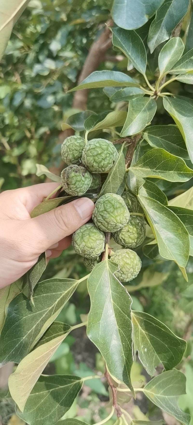 精品柘果施有机肥，勿施农药，绿色环保无亏染，请放心选购！