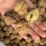 新疆核桃库房现货供应，价格便宜️