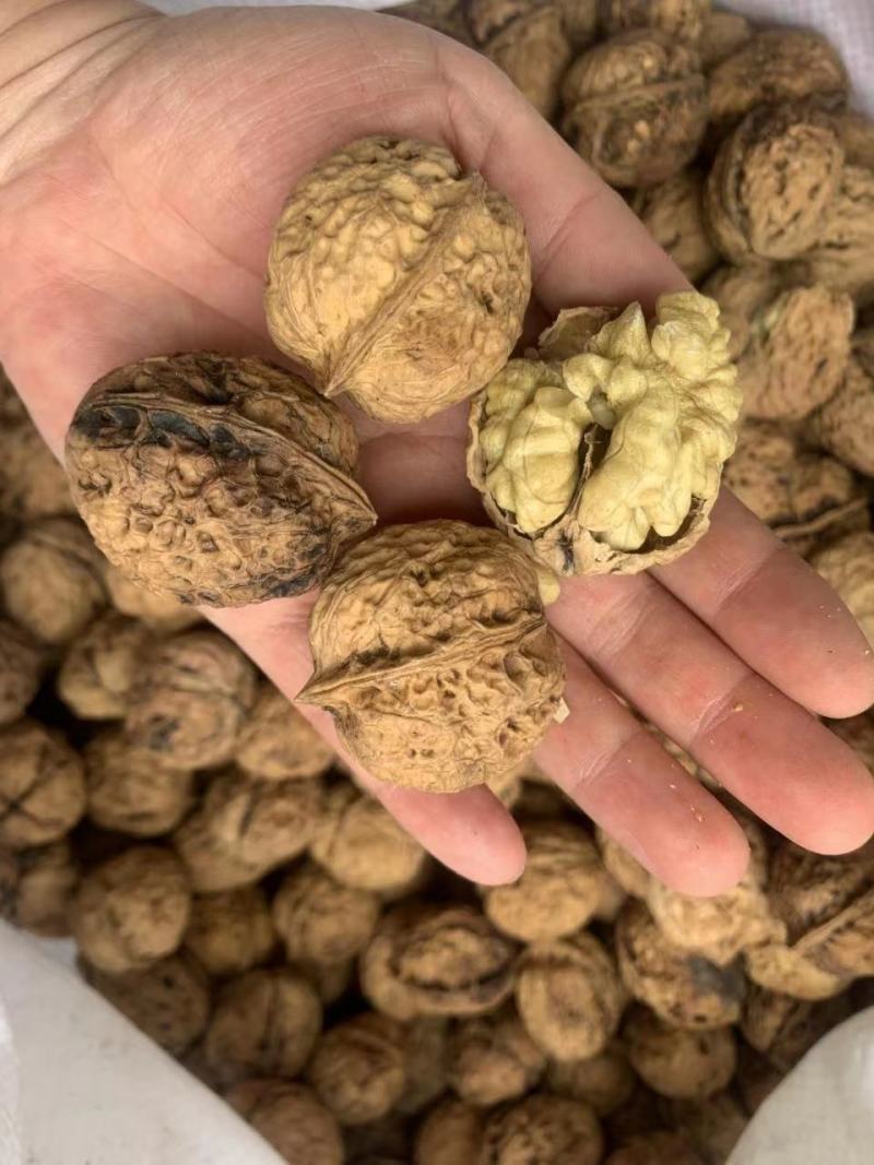 新疆核桃库房现货供应，价格便宜️