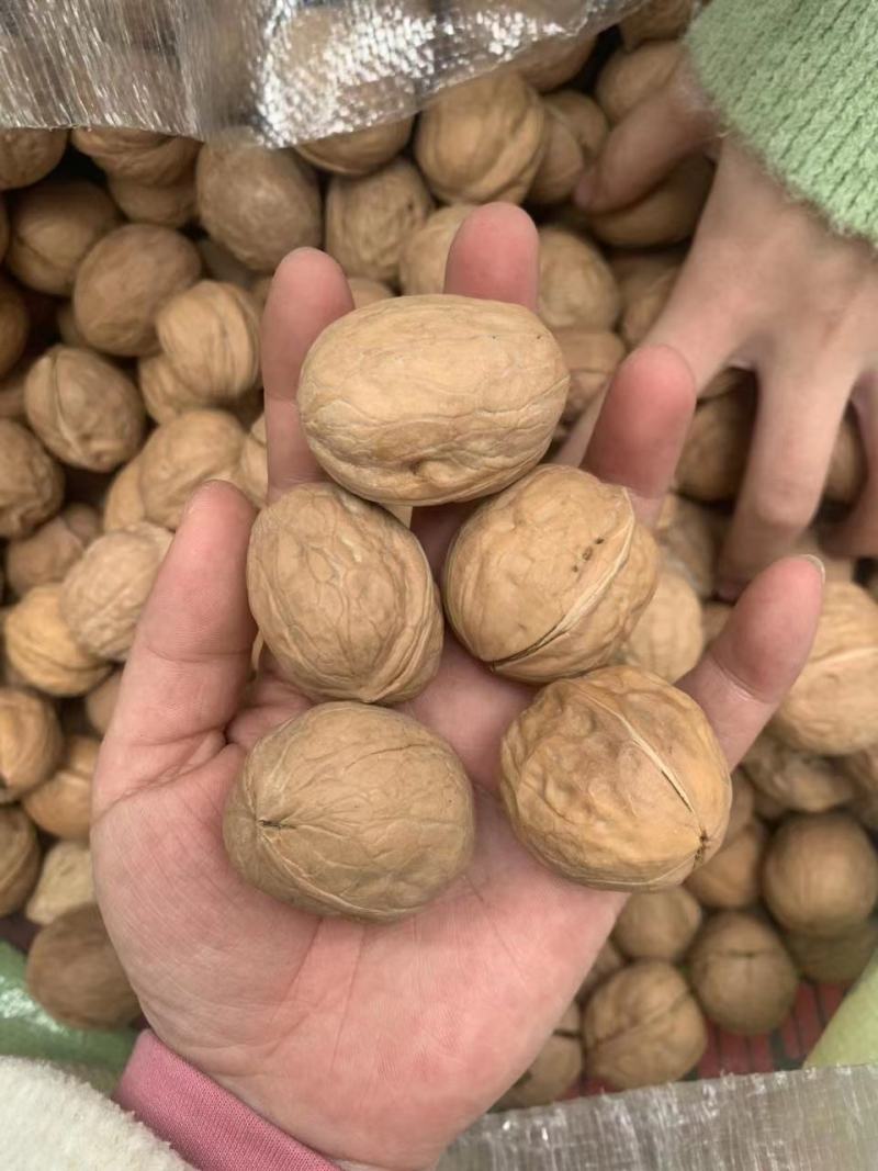 新疆核桃库房现货供应，价格便宜️
