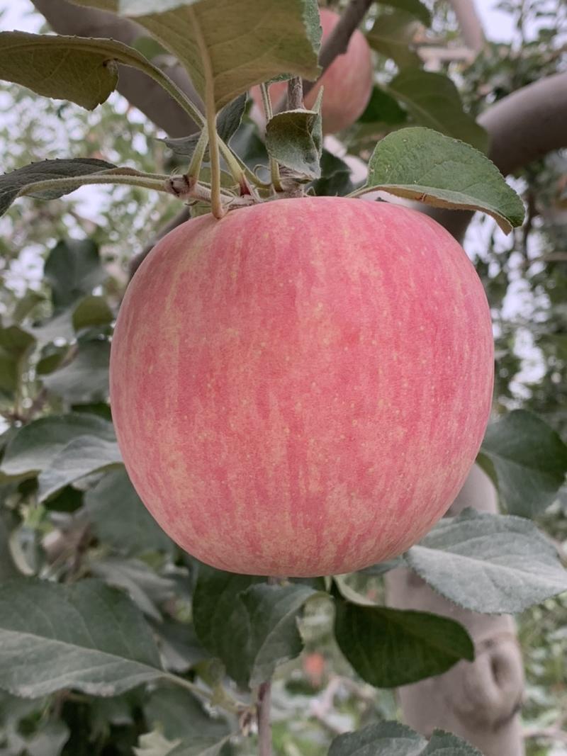 新疆阿克苏的苹果