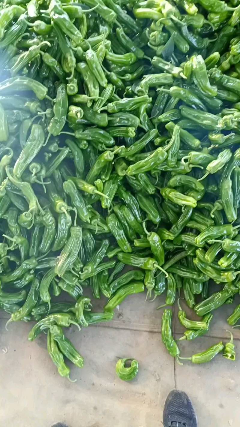 【推荐】山东精品薄皮椒量大从优全国代发欢迎来电咨询
