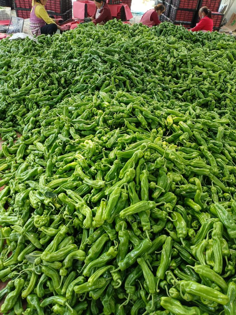 【推荐】山东精品薄皮椒量大从优全国代发欢迎来电咨询