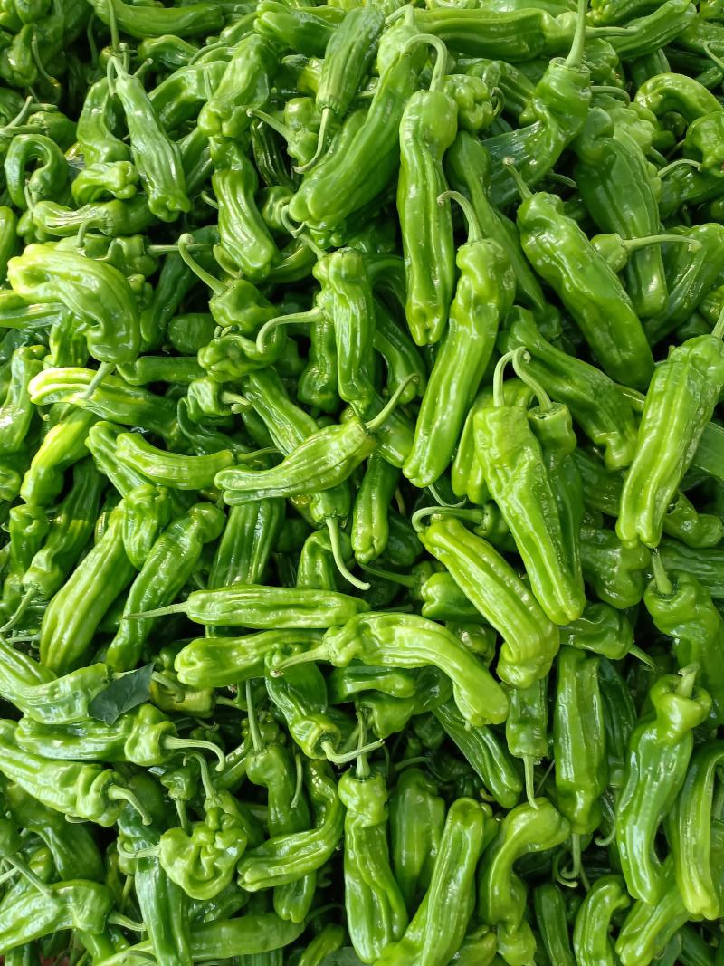 【推荐】山东精品薄皮椒量大从优全国代发欢迎来电咨询