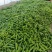 【推荐】山东精品薄皮椒量大从优全国代发欢迎来电咨询