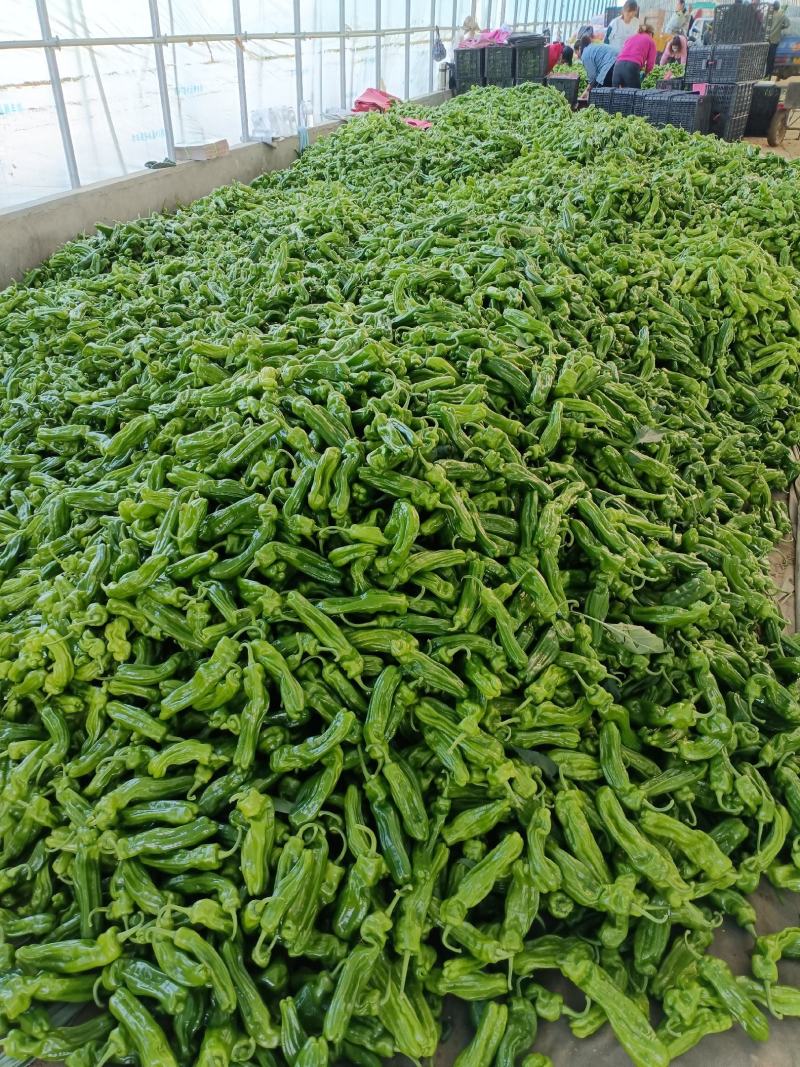 【推荐】山东精品薄皮椒量大从优全国代发欢迎来电咨询