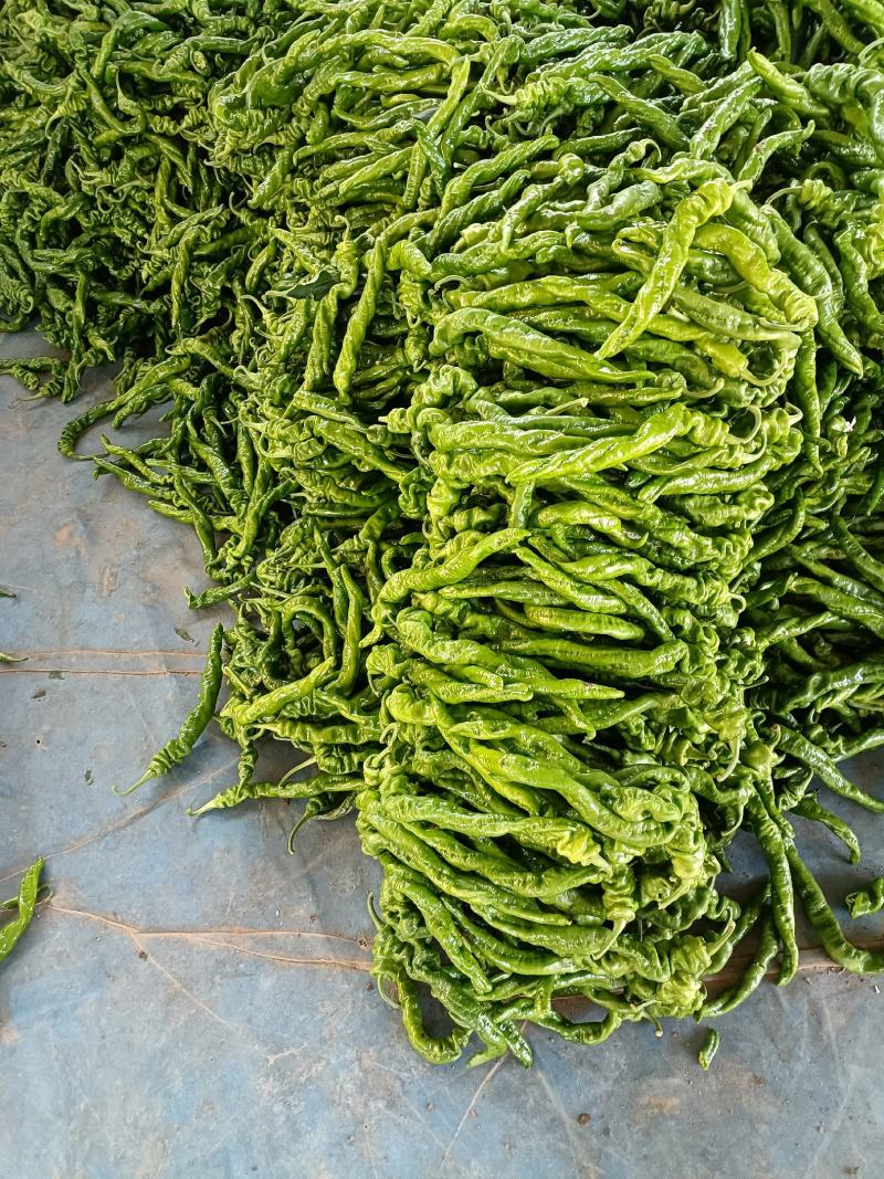 【推荐】山东精品薄皮椒量大从优全国代发欢迎来电咨询
