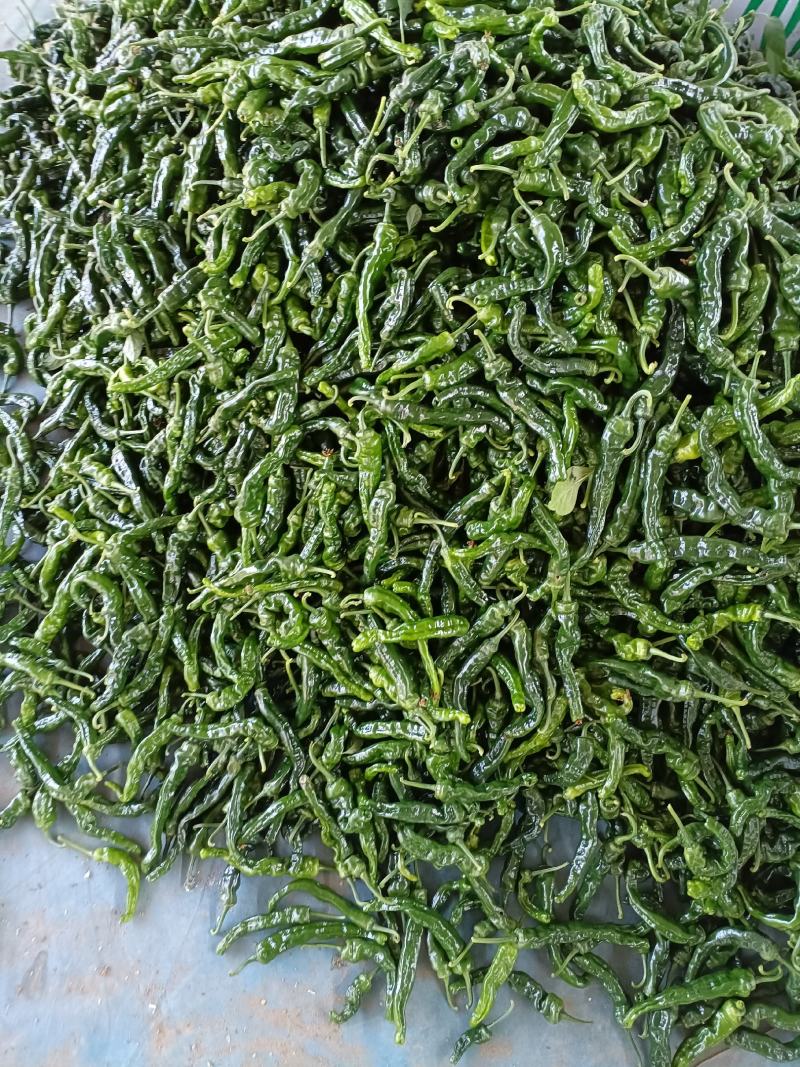 【推荐】山东精品薄皮椒量大从优全国代发欢迎来电咨询