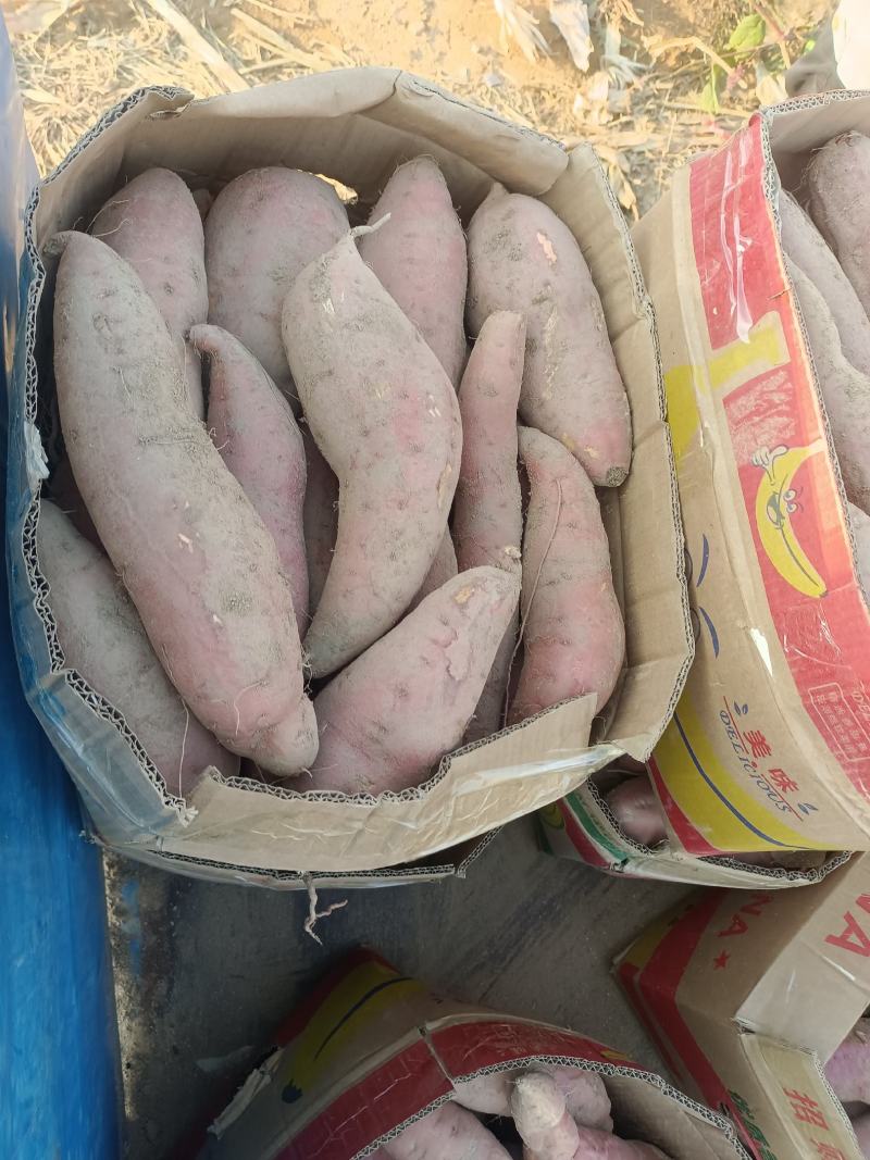 烟台沙土地烤块8-1.5大量有货