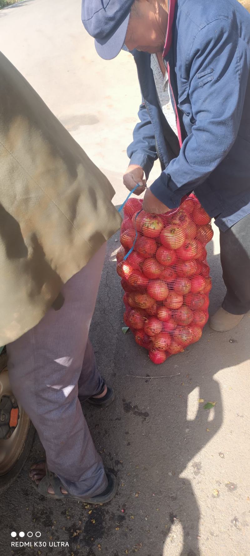 石榴大量上市饮料厂石榴大量供应