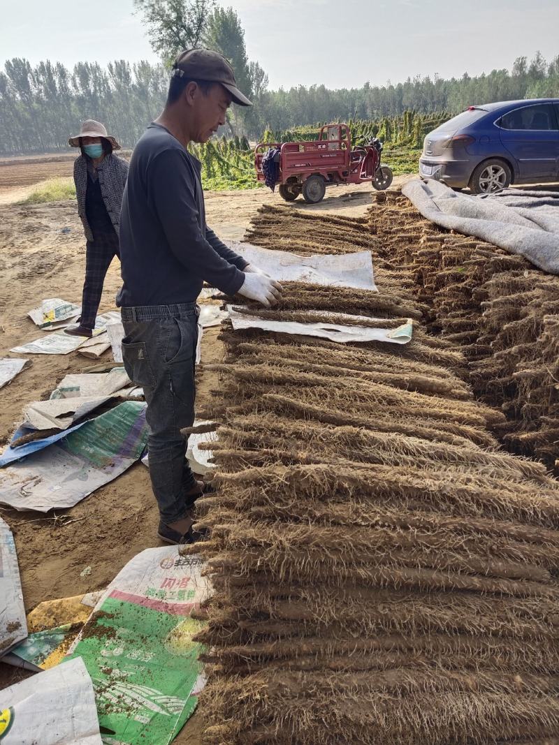 山药，麻山药，棒药，双棒，小白嘴，铁棍山药。