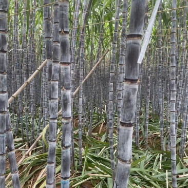 黑皮甘蔗，云南黄皮甘蔗，大颗，甜度好，质量保证