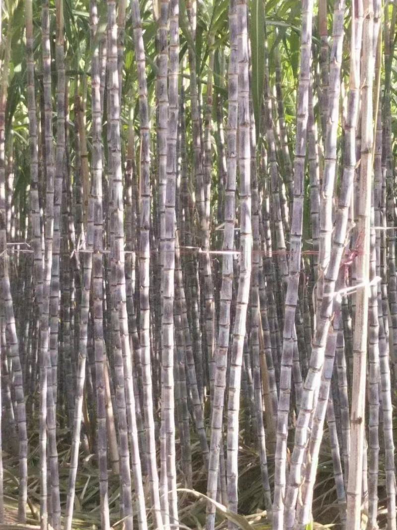 黑皮甘蔗，云南黄皮甘蔗，大颗，甜度好，质量保证