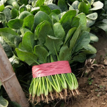 滑县精品菠菜，量大质优，诚信代办可视频看货，面向全国发货