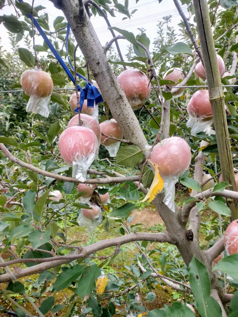 山东合作上千亩新红富士苹果膜袋上市了，纸袋全国出口发货