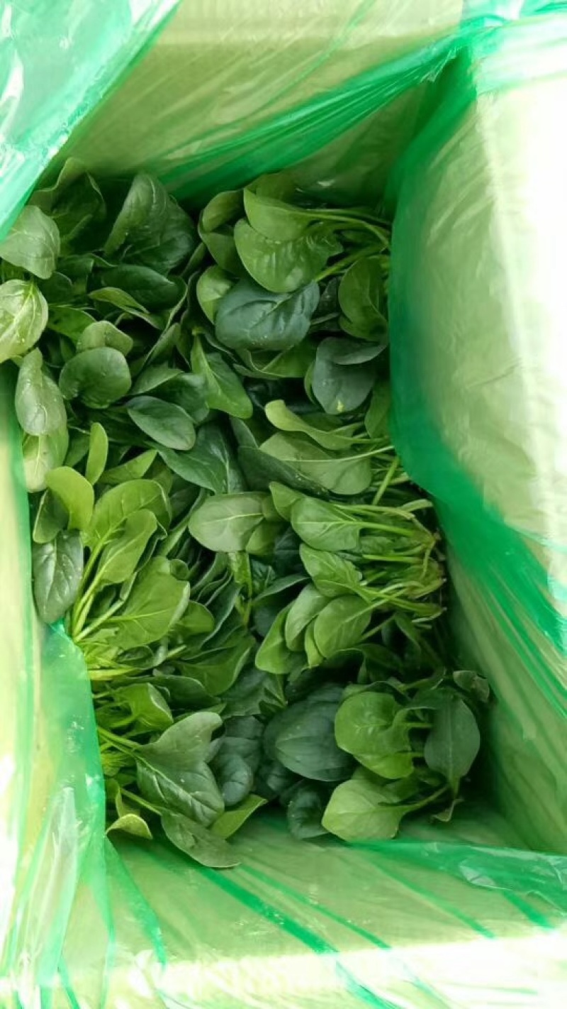 滑县精品菠菜，量大质优，诚信代办可视频看货，面向全国发货